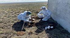 14 anthrax burial sites are in flood zones in the Kostanay region
