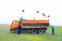 700 фазанов выпустили в зеленый пояс Астаны