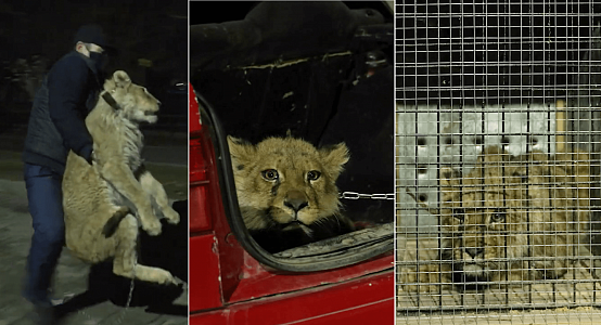 Lion cub found in Shymkent handed over to the zoo 