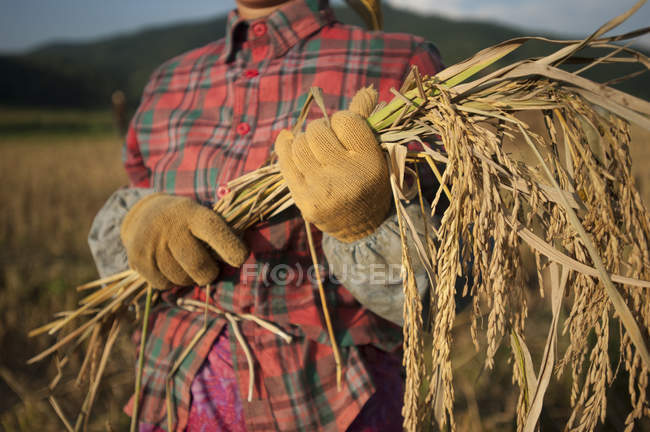 ФАО прогнозирует самый низкий за последние 3 года мировой урожай зерновых