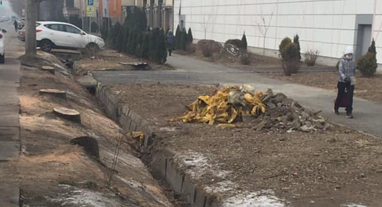 Trees from the Red Book were cut down in Tole bi street in Almaty - city administration