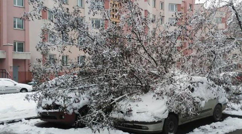 В Алматы упавшие после снегопада ветки и деревья повредили автомобили