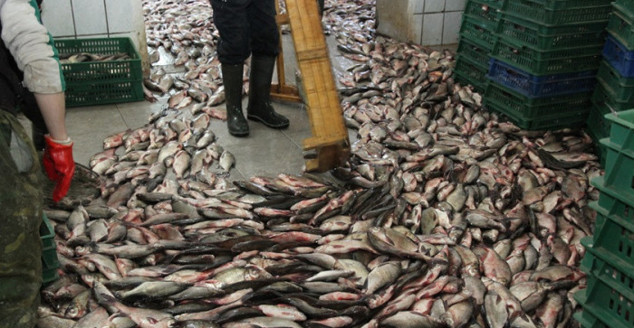 О необходимости модернизировать рыбоводные заводы в Атырауской области заявил сенатор