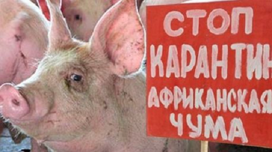 Новый очаг африканской чумы свиней обнаружен в приграничном с Казахстаном регионе России