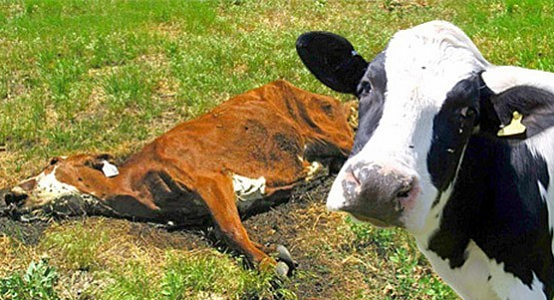 More than 70 cows poisoned in Pavlodar region, preliminary reason is pesticides