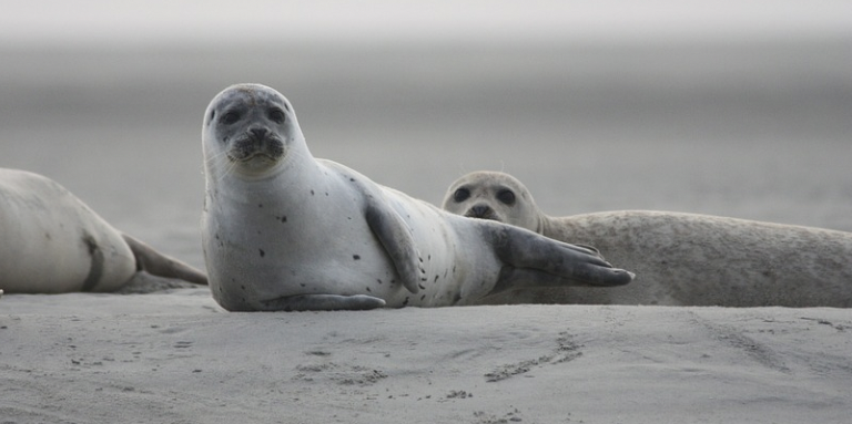 Каспийские тюлени у побережья Казахстана чувствуют себя хорошо – минэкологии