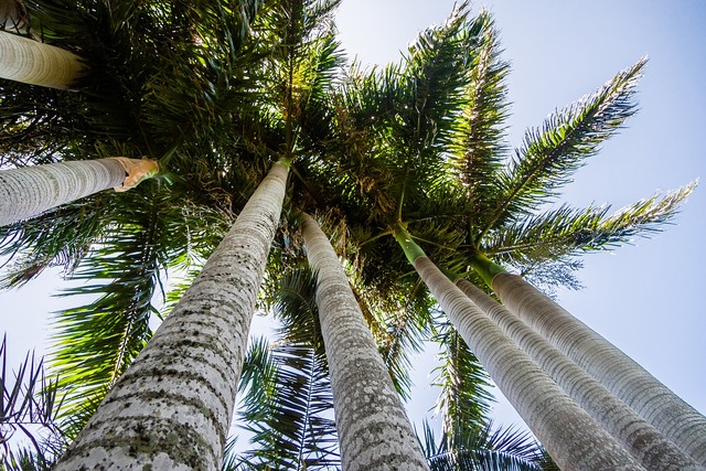 Искусственные пальмы установят на набережной Актау