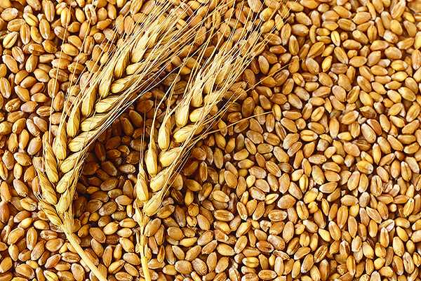 Дефицит пшеницы на мировом рынке позволит Казахстану наращивать экспорт и забирать долю конкурентов