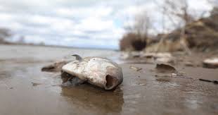 Fish died in Talgar river in Almaty region