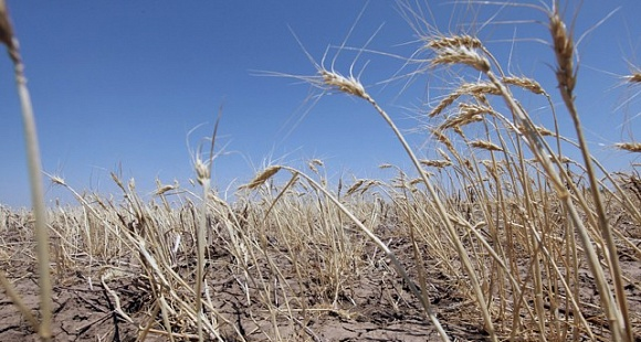 Почти 180 тыс. га посевов зерновых погибло из-за засухи в Казахстане