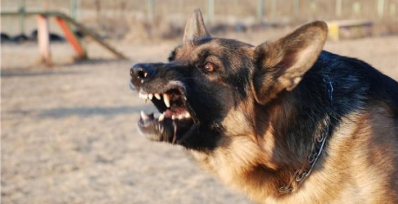 Собака загрызла насмерть ребенка в Алматинской области, начато расследование