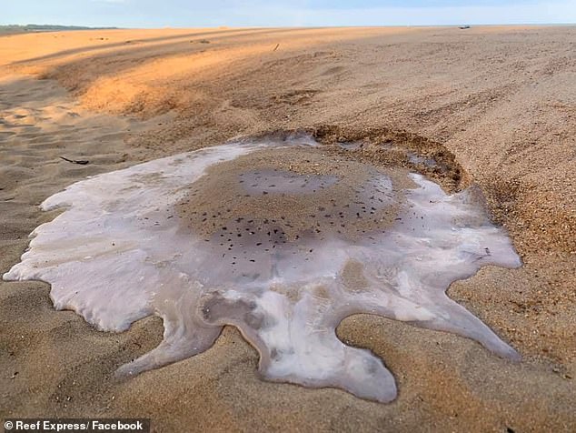 Вымытые на пляж массивные медузы таят от жары в Австралии