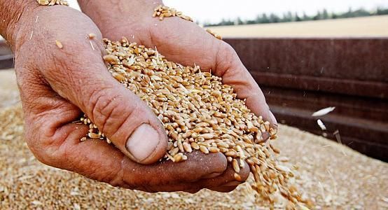 Kazakhstan may export about 6-6.5 million tons of grain - Ministry of  Agriculture
