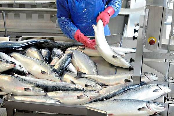 Вдвое повысить зарплаты работников рыбзаводов в Атырау пообещали в кабмине