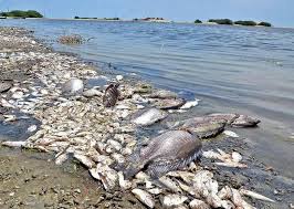Mass fish death registered in the lake Zhaksy-Zhalgiztau in the North Kazakhstan region