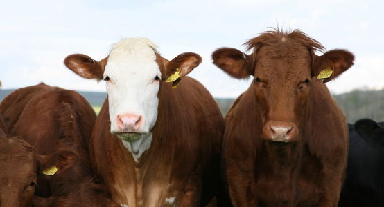 Ministry of Agriculture finds reason in meat prices growth in mass cattle export in Kazakhstan