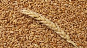 Квоты на экспорт пшеницы из Казахстана введут с 15 апреля – МСХ РК 