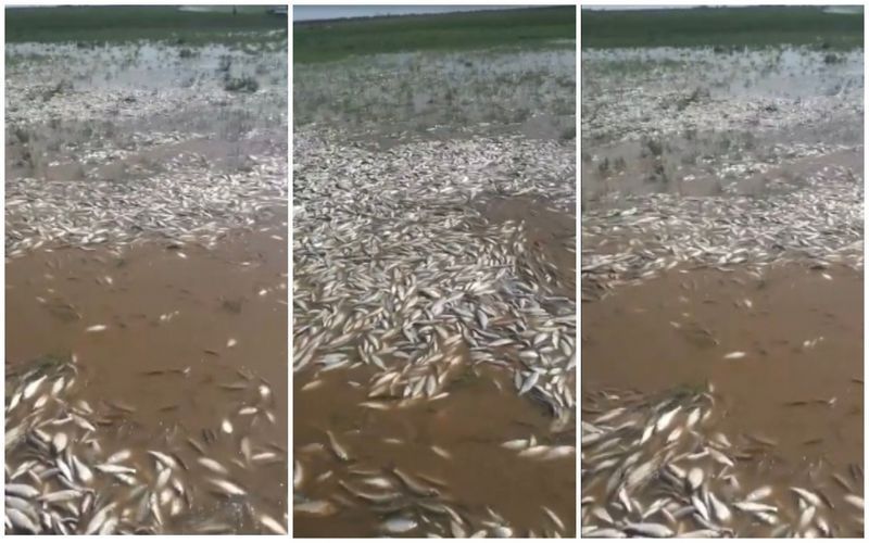 Массовую гибель шедшей на нерест рыбы зафиксировали в Атырау