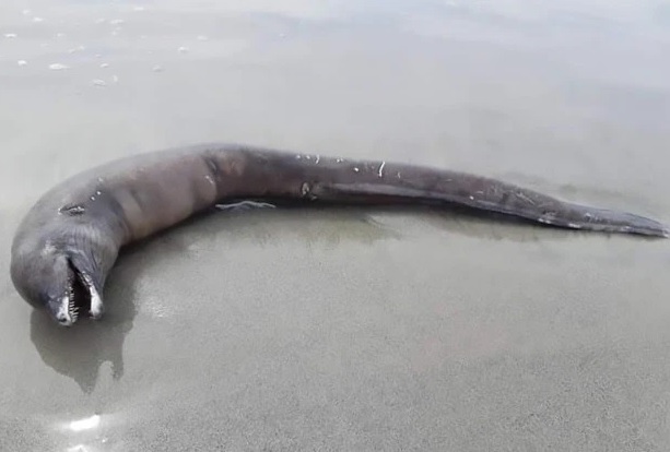Дельфинообразное существо без глаз и плавников выбросило на пляж в Мексике