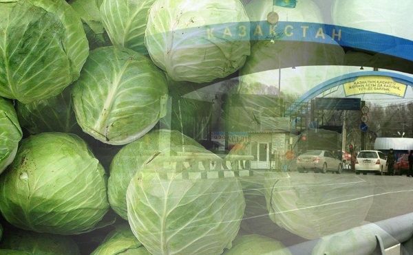 Казахстан не планировал и не запрещал экспорт капусты – МСХ