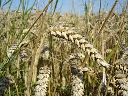 Резкое сокращение мировых запасов зерновых прогнозирует ФАО