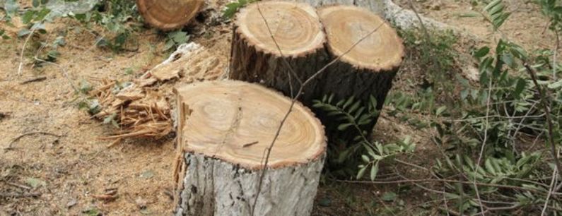 Десятки деревьев незаконно вырубили на особо охраняемой территории в ЗКО 