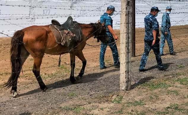 Лошади помогают обнаруживать подкопы в местах лишения свободы Карагандинской области