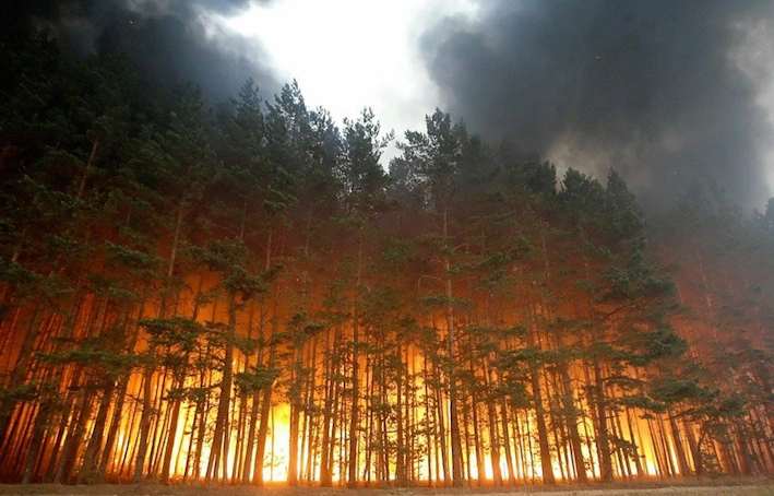 Сосновый лес площадью более 170 га сгорел на юго-западе Франции