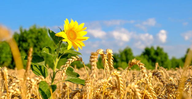Представлен уточненный прогноз по урожайности яровой пшеницы и подсолнечника в Казахстане