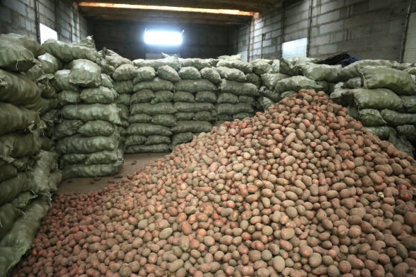 Картофель в Карагандинской области по весне не будет дорожать, уверены растениеводы