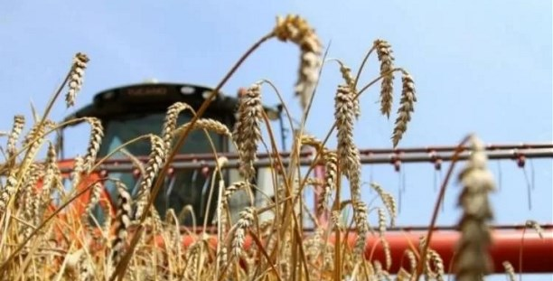 800 тыс. га зерновых находятся в неудовлетворительном состоянии в Костанайской области