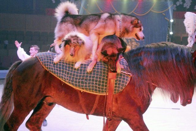 Цирковые лошади, собаки и кошки на балансе «Казгосцирка» не состоят – акимат Алматы