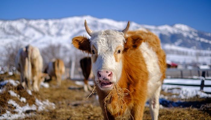 Более 50 голов зараженного скота погибло в Алматинской области, создана комиссия 