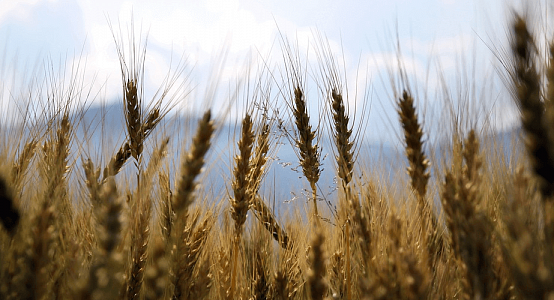 FAO lowered global prognosis of cereal demand in 2020