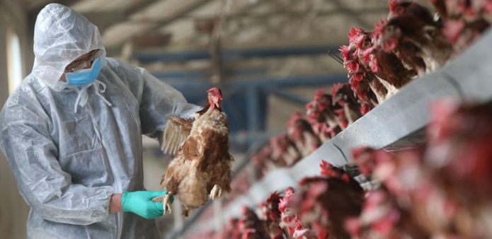 Фабрику закрыли на карантин из-за птичьего гриппа в Алматинской области