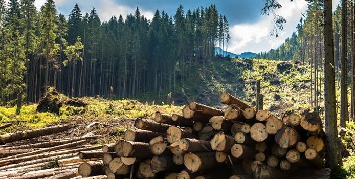 Более 1,8 тыс. кубометров леса незаконно вырубили с начала 2019 года в Казахстане