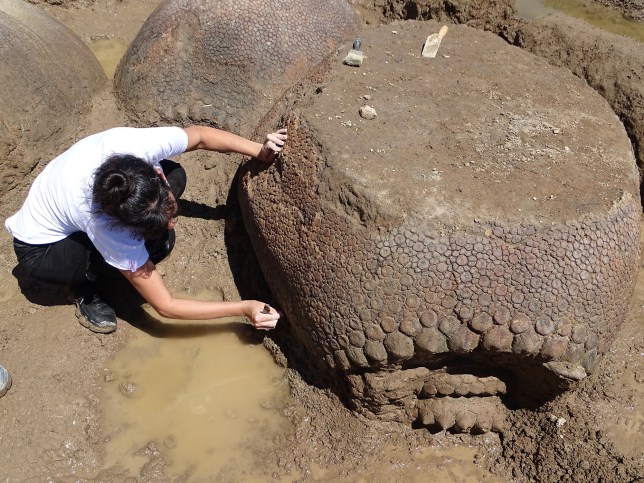 Древний броненосец размером с автомобиль обнаружен в пересохшем русле реки в Буэнос-Айресе