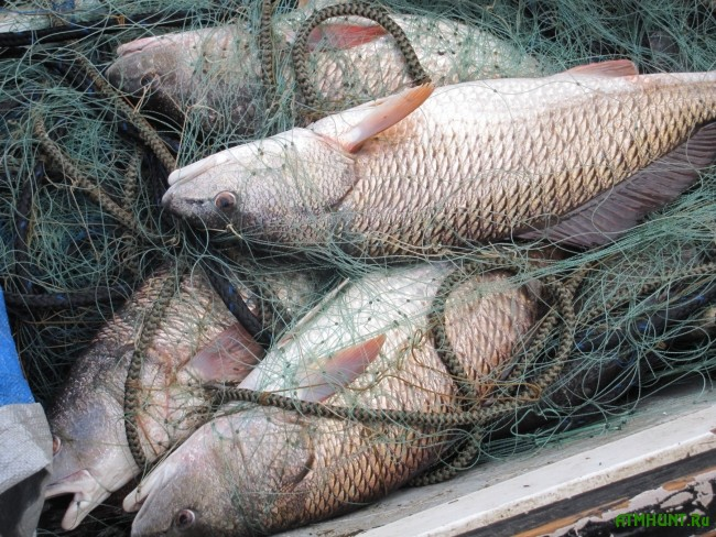 Более 70 кг рыб осетровых пород нашли казахстанские пограничники в сетях браконьеров на Каспии