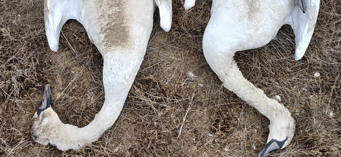 Более 600 лебедей погибли на озере Караколь в Актау