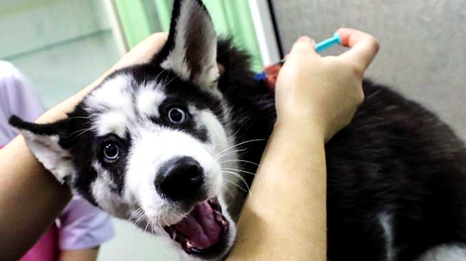 20 тыс. домашних собак и кошек планируют бесплатно чипировать в Алматы - акимат