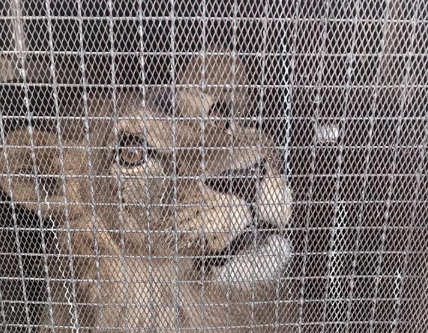 Льва Симбу из Мангистау поселят в Алматинском зоопарке