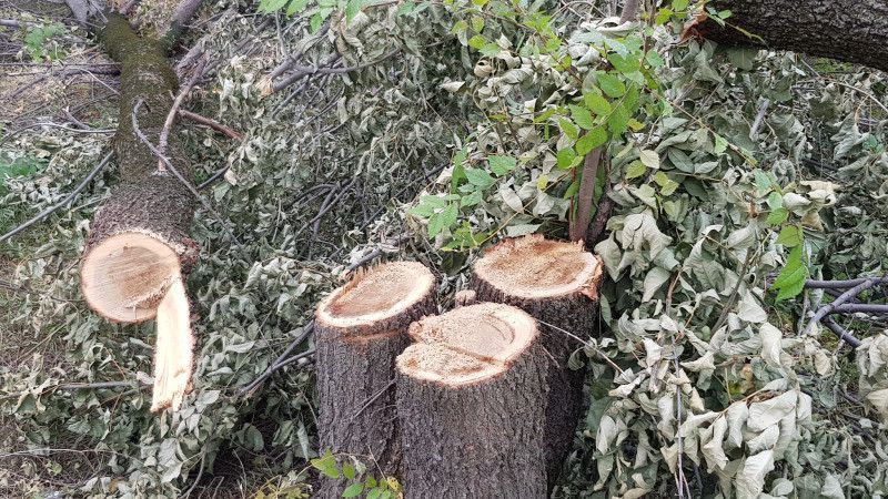 Полиция расследует вырубку 300 деревьев близ Медеу в Алматы 