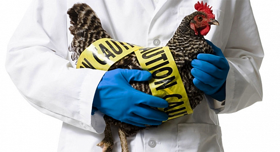 Outbreak of bird flu recorded in in the East Kazakhstan region