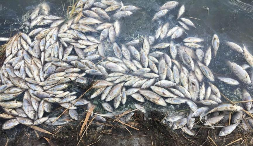 Более трех тонн рыбы погибло в одном из водоемов ЗКО