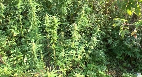 Cannabis plantation discovered in Aktobe region
