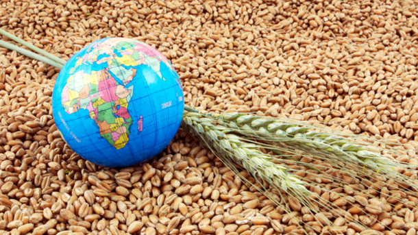Планы по экспорту казахстанского зерна назвали в минсельхозе