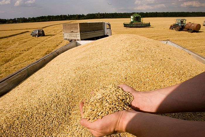 Запрет Казахстана на экспорт пшеницы скажется на производителях хлеба по всему миру – СМИ