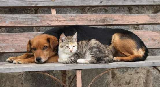 Authorities of Shymkent request 314 mln tenge for trapping of straying dogs and cats in 2020-2022