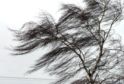 Сильный ветер ожидается в Акмолинской области в четверг