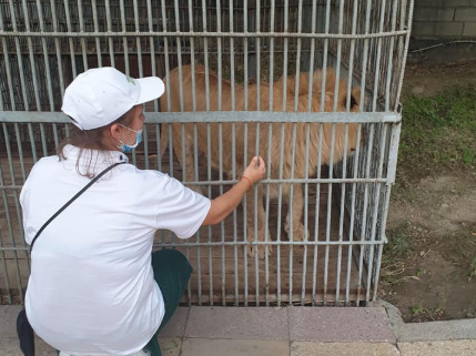 Льва Симбу из Мангистау доставили в Алматинский зоопарк
